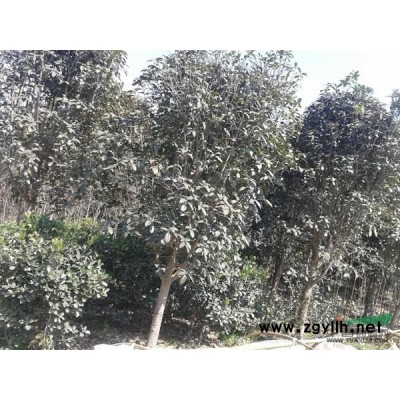 广玉兰小苗 河南广玉兰*新报价