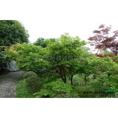 浙江广玉兰 供应广玉兰 出售广玉兰 广玉兰图片