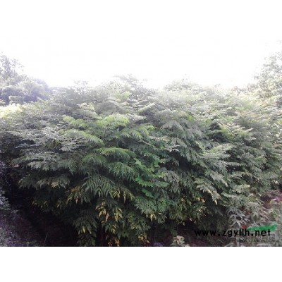 广玉兰2行情报价\广玉兰2图片展示