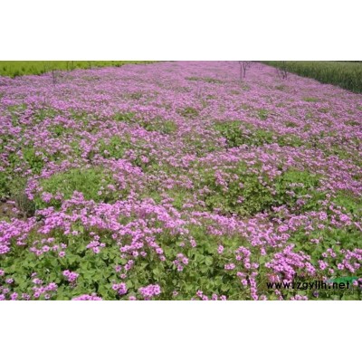 银杏图片\银杏报价