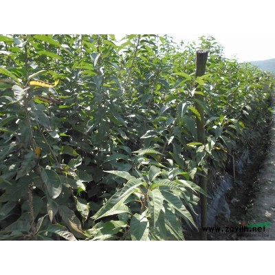 广玉兰供应/广玉兰图片