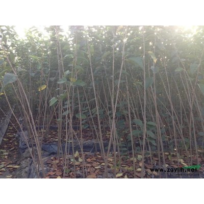 桂花，樱花，海棠，香樟树，茶花，红枫，玉兰，广玉兰，紫薇。。