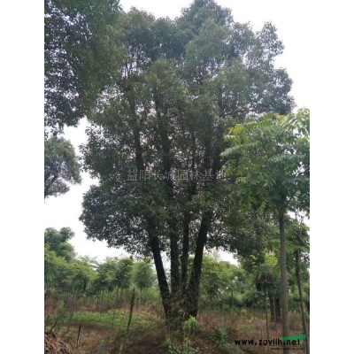 湖南骨架香樟基地