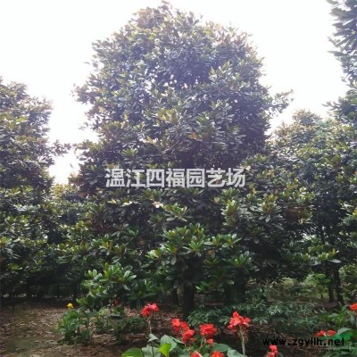 成都广玉兰，成都精品广玉兰，温江广玉兰基地