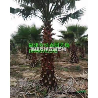 福建多杆香樟批发销售，江西多杆香樟，四川多杆香樟的价格