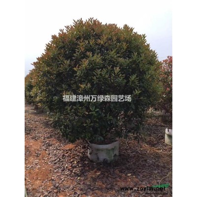 福建米径十五公分骨架香樟 米径15cm骨架香樟