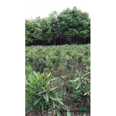 夹竹桃地苗.树苗，香樟树，桂花树苗等乔木。