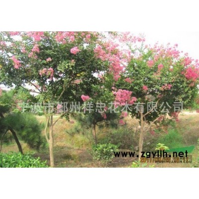 广玉兰*新价格/广玉兰报价