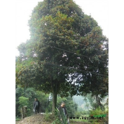 广玉兰3图片\广玉兰3报价