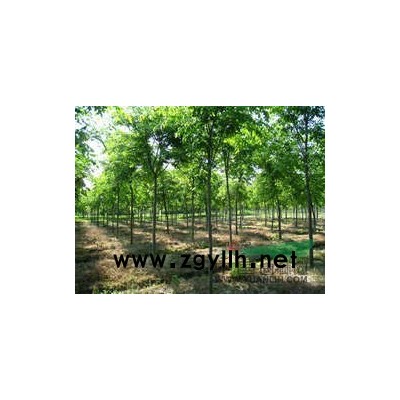 江苏广玉兰信息