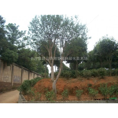 大量供应青枫，罗汉松，乐昌含笑，香樟芽苗
