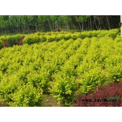 广玉兰（各种规格）