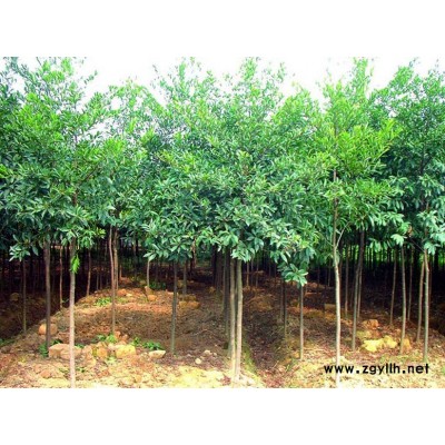 红枫、银杏、水杉、紫叶桃、紫荆、紫薇