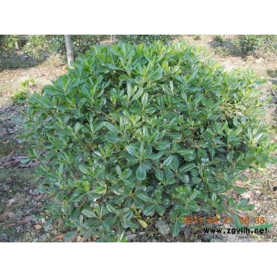 *便宜广玉兰/*便宜广玉兰供应/江苏*便宜广玉兰