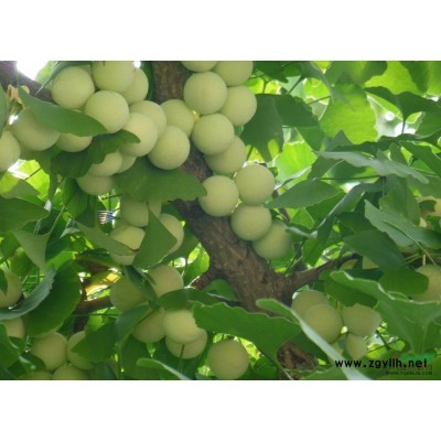 银杏树   邳州  米径10----60公分