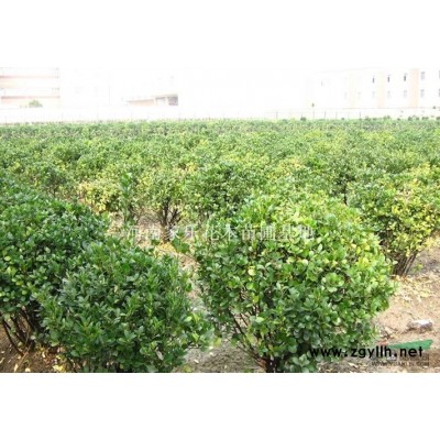 香樟报价/河南香樟报价