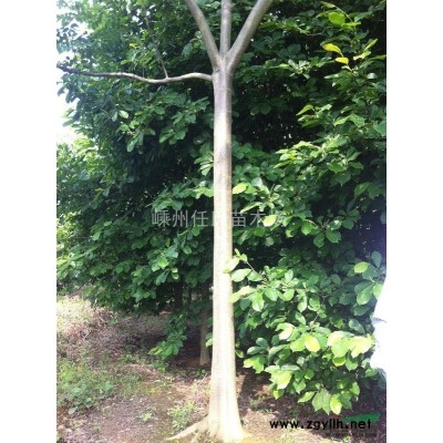 广玉兰挖货现场2报价/浙江广玉兰挖货现场2报价