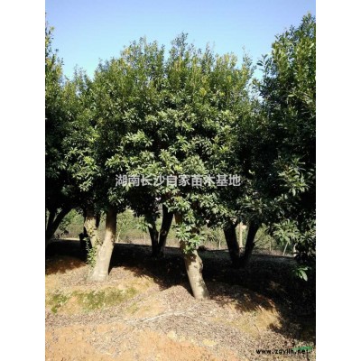 湖南供应大批量规格*香樟树