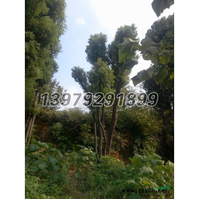 香樟3供应/香樟3图片