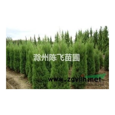 安徽出售优质香樟，*新香樟批发价格