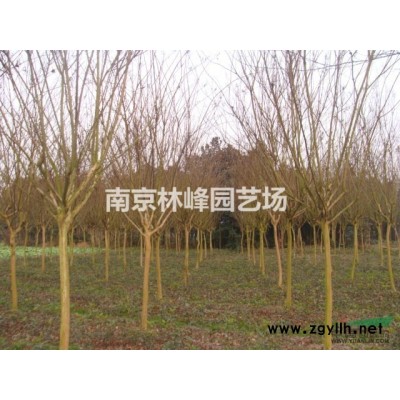 香樟树价格简介，*新香樟树价格