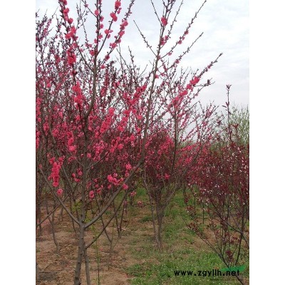 河南香樟*新报价/香樟图片