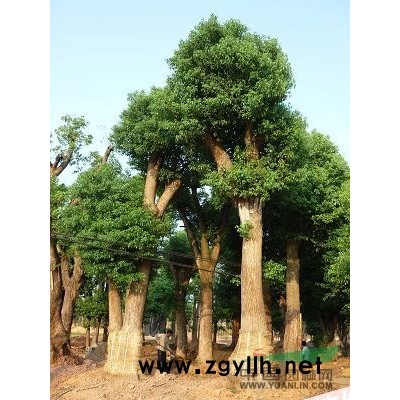 湖南农户直销：香樟，桂花，红花继木，杜英，罗汉松，广玉兰