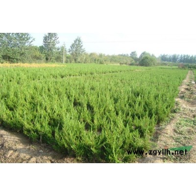 南京汤泉镇供应 广玉兰 4公分 6公分 7公分 自产自销