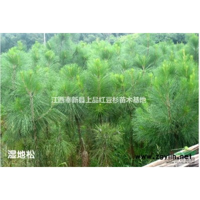 江西宜春供应米径3公分到10公分香樟