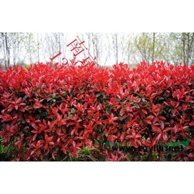 广玉兰，广玉兰价格，南京广玉兰*新价格