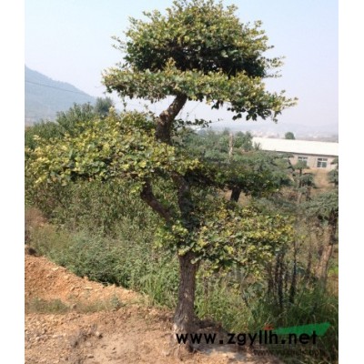 现低价处理一批胸径20-25的香樟！！！