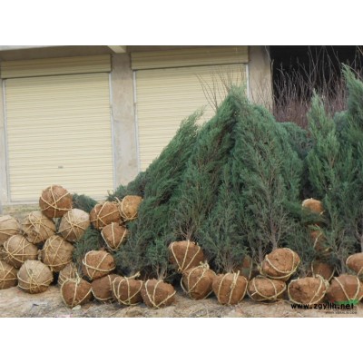 供应潢川广玉兰