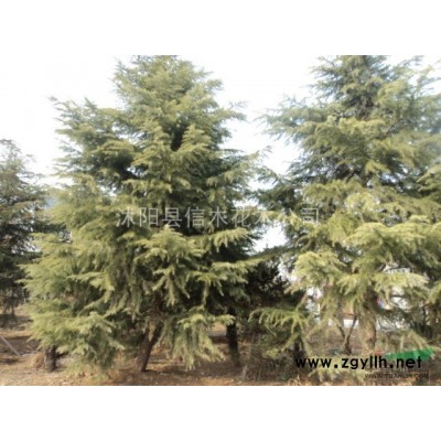 我处大量供应10-15cm香樟