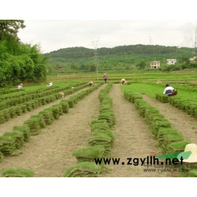 湖南美景园林供应广玉兰