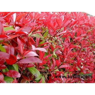 玉兰，广玉兰，紫玉兰，玉兰价格，玉兰照片