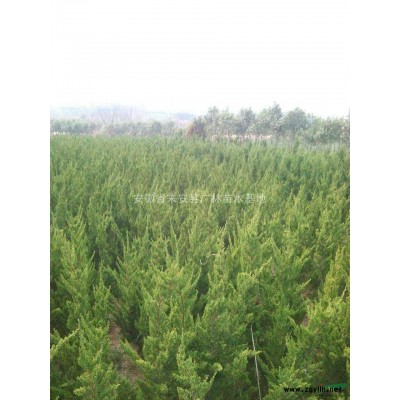 大量供应、香樟、广玉兰和大小女贞和各种品种小苗