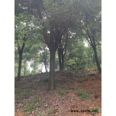 香樟，香樟图片，香樟价格，香樟供应，2015年香樟价格