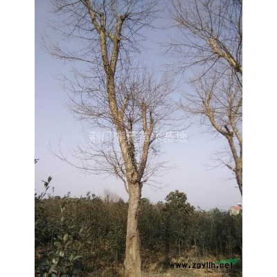 香樟，樟树，香樟价格，香樟供应，香樟图片，湖北香樟价格