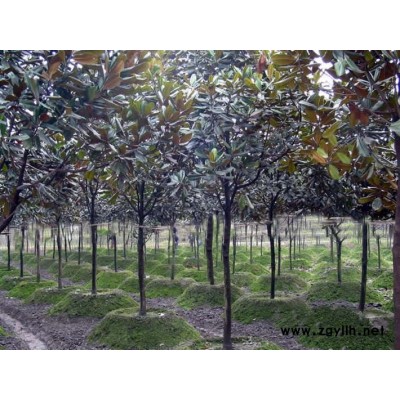 河南广玉兰基地，河南广玉兰，四川广玉兰