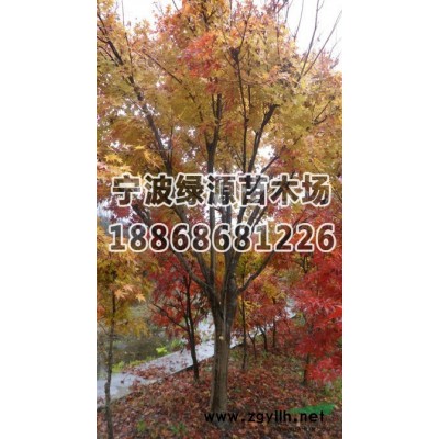 广玉兰报价/浙江广玉兰报价