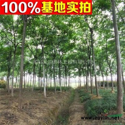 银杏1-30cm工程苗报价、银杏价格 银杏树苗 银杏苗