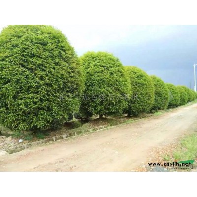 浙江宁波广玉兰10到25介绍