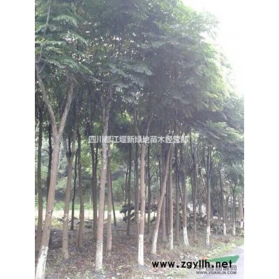 精品银杏树【供应】