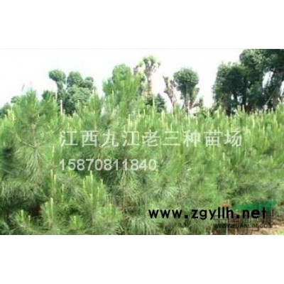 江西无患子、红果冬青、黄连木、竹柏、银鹤、广玉兰、白玉兰