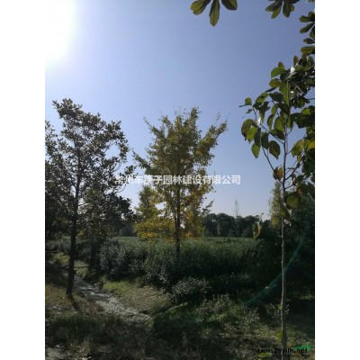 10-15公分的精品银杏！！！