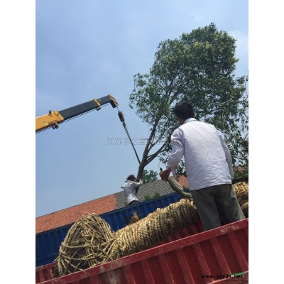 江苏大规格银杏介绍/低价银杏供应