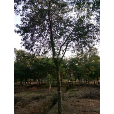 浙江合欢6-15公分  供应池杉 落羽杉 水杉 合欢 香樟·无患子·重阳木等各种乔木