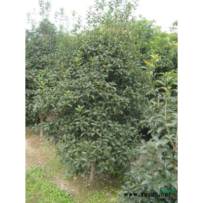 广玉兰报价河南广玉兰