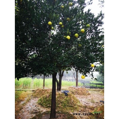 香樟，胡柚，香缘