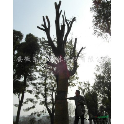 安徽广玉兰介绍